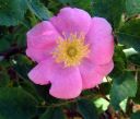CaliforniaWildRose.jpg