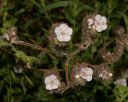 CatapilarPhaslia.jpg