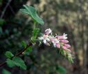 ChaparralCurrant.jpg