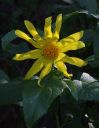 Filename=CliffDaisy_01.jpg
Filesize=80KiB
Dimensions=672x864
Date added=Mar 20, 2023 CliffDaisy_01.jpg
