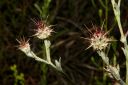 CobWebThistle.jpg