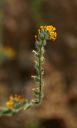 CommonFiddleneck.jpg