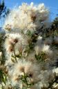 CoyoteBush.jpg