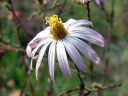 Cudweed_Aster.jpg