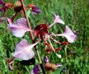ElegantClarkia01.jpg