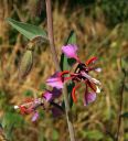 ElegantClarkia_01.jpg