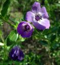 FiestaFlower3.jpg