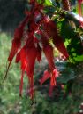 FuchsiaFlowered_Gooseberry4.jpg