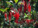 FuchsiaFlowered_Gooseberry7.jpg