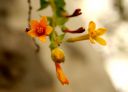 GoldenCurrant.jpg