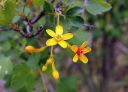 GoldenCurrant_02.jpg