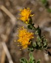 Goldenbush_002_small.jpg