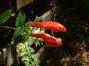 HeartLeavedPenstemon2.jpg
