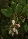 Manzanita_01.jpg