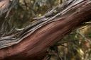 Manzanita_02.jpg