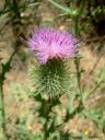 Milk_Thistle.jpg