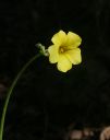 Oxalis.jpg