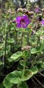 Phacelia.jpg
