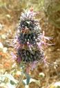 PurpleSage.jpg