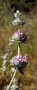 PurpleSage_02~0.jpg