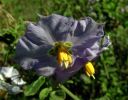 Purple_Nightshade.jpg