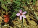 Red_stem_Filaree_01.jpg