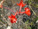 ScarletLarkspur.jpg