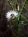ShrubbyButterweed.jpg