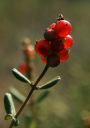 SouthernHoneysuckle.jpg