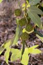 Sycamore_02.jpg