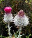 Thistle.jpg