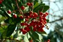 Toyon.jpg