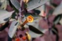 TreeTobacco_001.jpg