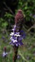 Vervain.jpg