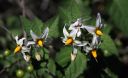 Filename=WhiteNightShade_001.jpg
Filesize=54KiB
Dimensions=864x532
Date added=Mar 20, 2023 WhiteNightShade_001.jpg