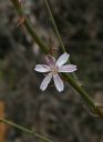 Filename=WhitePlumeWireLettuce.jpg
Filesize=83KiB
Dimensions=740x1008
Date added=Mar 20, 2023 WhitePlumeWireLettuce.jpg