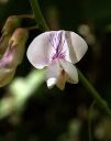 Filename=WildSweetPea_print.jpg
Filesize=431KiB
Dimensions=1427x1800
Date added=Mar 20, 2023 WildSweetPea_print.jpg