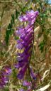 Filename=WinterVetch02.jpg
Filesize=76KiB
Dimensions=492x864
Date added=Mar 20, 2023 WinterVetch02.jpg
