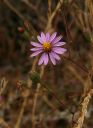 Filename=WoolyAster_02.jpg
Filesize=297KiB
Dimensions=1499x2048
Date added=Mar 20, 2023 WoolyAster_02.jpg