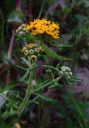 YellowButterflyWeed.jpg
