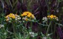YellowButterflyWeed2.jpg