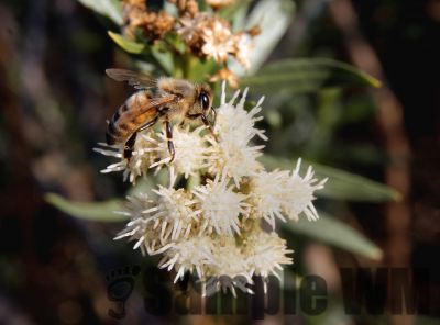 Bee_01_small

