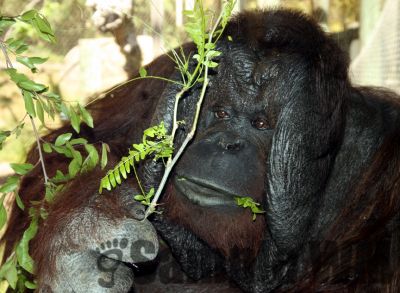 BigMonkey_2.jpg