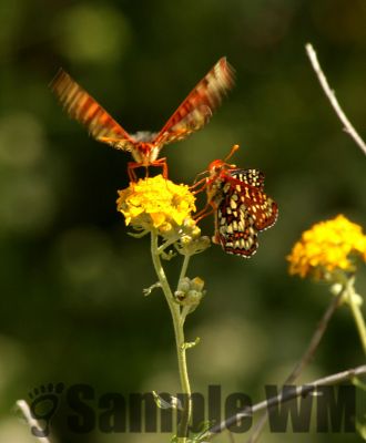 Butterflys_002.jpg
