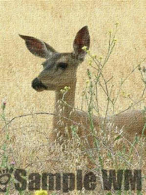 Deer4_-_Copy.jpg