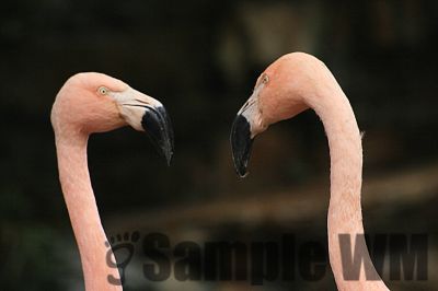 Flamingo.jpg