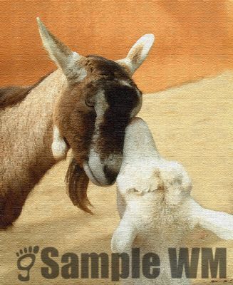 Goats.jpg
