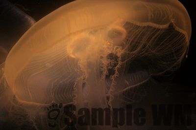 JellyFish_01.jpg