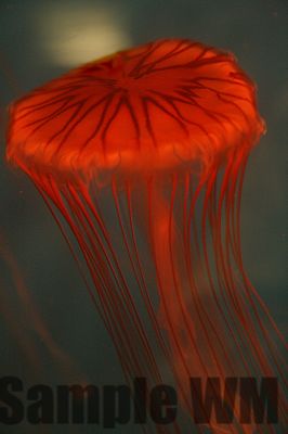 JellyFish_03.jpg