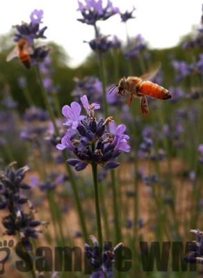 LavenderBee_02.jpg